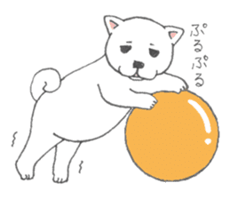 Puppy of white shiba inu sticker #3915625