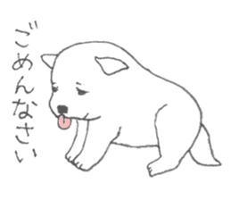 Puppy of white shiba inu sticker #3915626