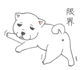 Puppy of white shiba inu sticker #3915632