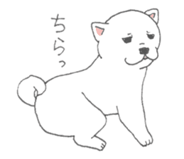 Puppy of white shiba inu sticker #3915637