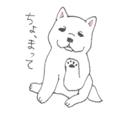 Puppy of white shiba inu sticker #3915646