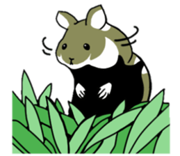 Black-bellied Hamster sticker #3915723