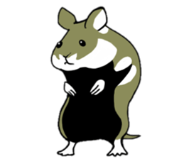Black-bellied Hamster sticker #3915726