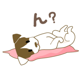 Jack Russell Terrier dog shy sticker #3922472