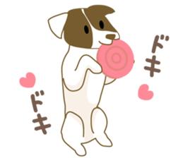 Jack Russell Terrier dog shy sticker #3922478