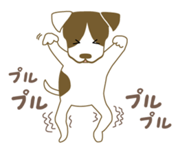 Jack Russell Terrier dog shy sticker #3922484