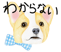 Mr.CORGI sticker #3937793