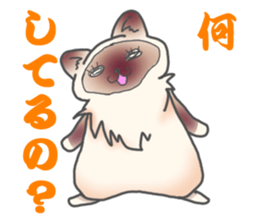 Birman sticker #3938183