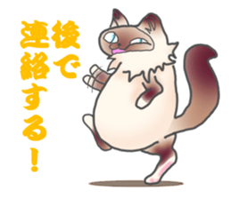 Birman sticker #3938184