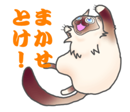 Birman sticker #3938190