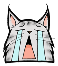 MaineCoon Cat MUNI sticker #3946727