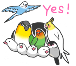 Pionites leucogaster&Black-headed Caique sticker #3978568