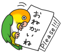 Pionites leucogaster&Black-headed Caique sticker #3978570