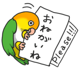 Pionites leucogaster&Black-headed Caique sticker #3978570