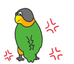 Pionites leucogaster&Black-headed Caique sticker #3978573