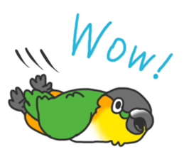 Pionites leucogaster&Black-headed Caique sticker #3978577