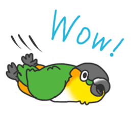 Pionites leucogaster&Black-headed Caique sticker #3978577