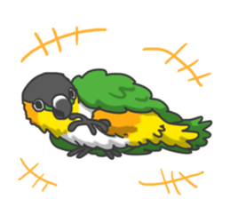 Pionites leucogaster&Black-headed Caique sticker #3978581