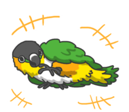 Pionites leucogaster&Black-headed Caique sticker #3978581