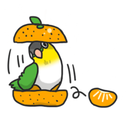 Pionites leucogaster&Black-headed Caique sticker #3978584