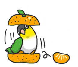 Pionites leucogaster&Black-headed Caique sticker #3978584