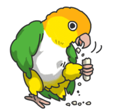 Pionites leucogaster&Black-headed Caique sticker #3978585