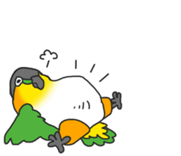 Pionites leucogaster&Black-headed Caique sticker #3978586