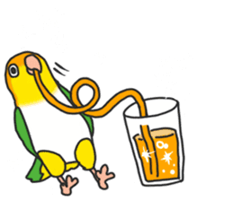 Pionites leucogaster&Black-headed Caique sticker #3978587