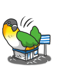 Pionites leucogaster&Black-headed Caique sticker #3978588