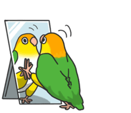 Pionites leucogaster&Black-headed Caique sticker #3978589