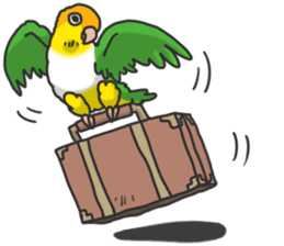 Pionites leucogaster&Black-headed Caique sticker #3978592