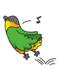 Pionites leucogaster&Black-headed Caique sticker #3978594
