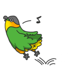 Pionites leucogaster&Black-headed Caique sticker #3978594