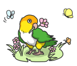 Pionites leucogaster&Black-headed Caique sticker #3978596