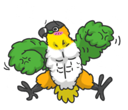 Pionites leucogaster&Black-headed Caique sticker #3978600