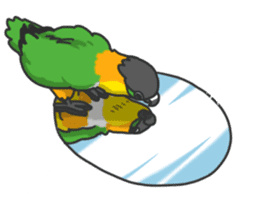 Pionites leucogaster&Black-headed Caique sticker #3978602