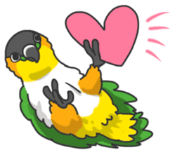 Pionites leucogaster&Black-headed Caique sticker #3978603