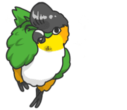 Pionites leucogaster&Black-headed Caique sticker #3978604