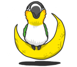 Pionites leucogaster&Black-headed Caique sticker #3978605