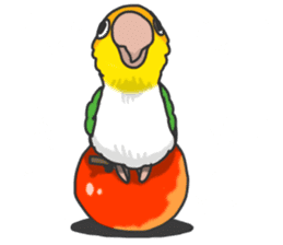 Pionites leucogaster&Black-headed Caique sticker #3978606