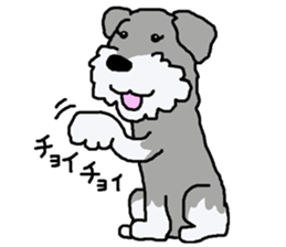 egoistic girl. model Schnauzer sticker #3991066