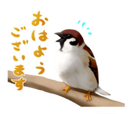 the modest sparrow sticker #3993151