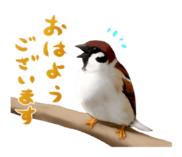 the modest sparrow sticker #3993151