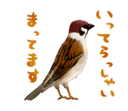the modest sparrow sticker #3993155