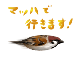 the modest sparrow sticker #3993158