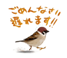 the modest sparrow sticker #3993159