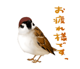the modest sparrow sticker #3993161
