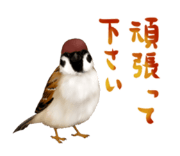 the modest sparrow sticker #3993162