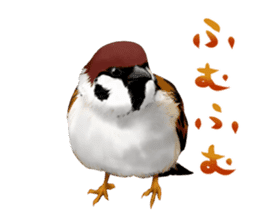 the modest sparrow sticker #3993164