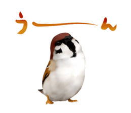 the modest sparrow sticker #3993166